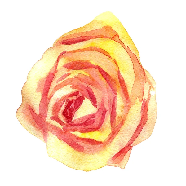 Watercolor drawing pink rose — Stock Photo, Image