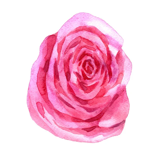 Watercolor drawing pink rose — Stock Photo, Image