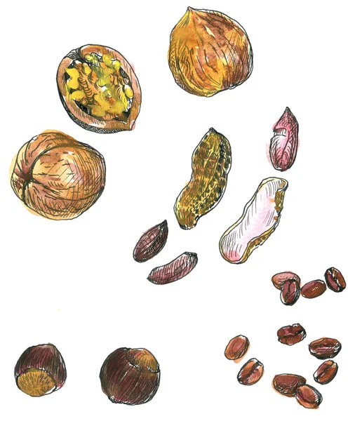 Uppsättning av akvarell ritning nötter — Stockfoto