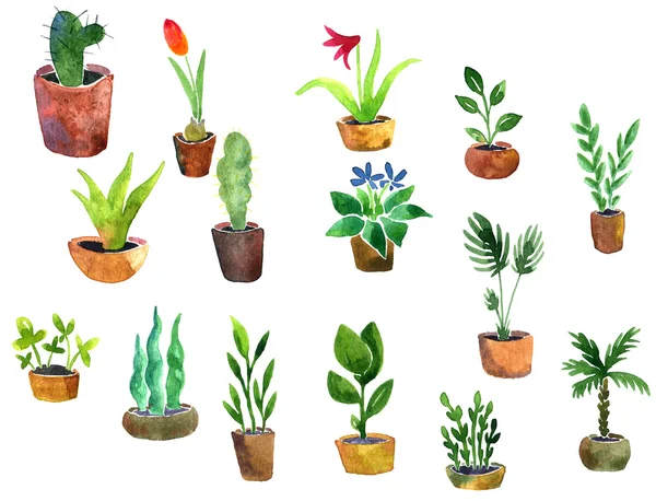 Aquarela desenho plantas em casa — Fotografia de Stock