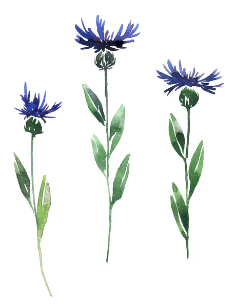 Cornflowers desenho por aquarela — Fotografia de Stock