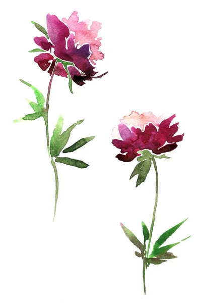 Peony flowers drawing by watercolor — Stock Photo, Image