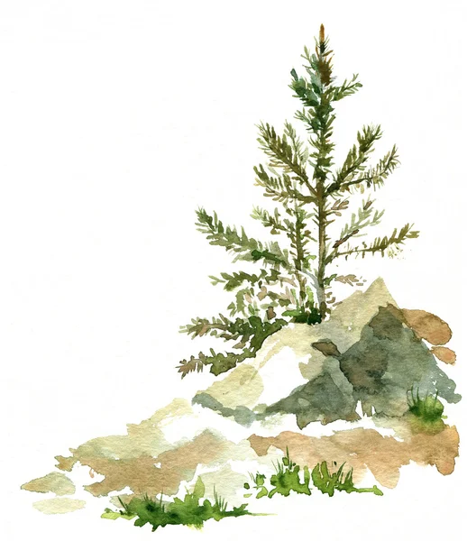 Pine trees and rocks — Stock Image Pine trees and rocks Royalty Free Stock Images