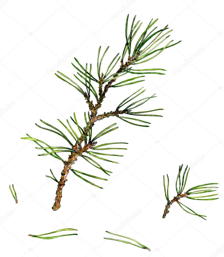 pine branches  and needles