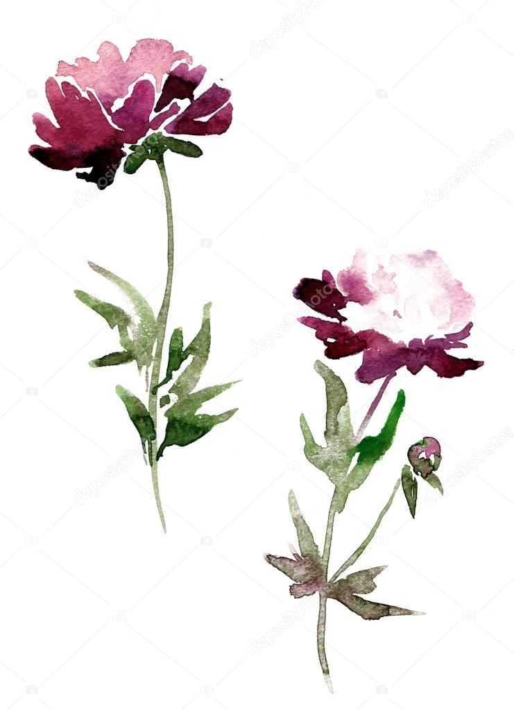 peony flowers drawing by watercolor