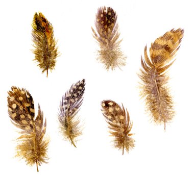 Benekli kahverengi tüyleri kümesi