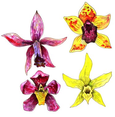 Dört suluboya çizim orkide