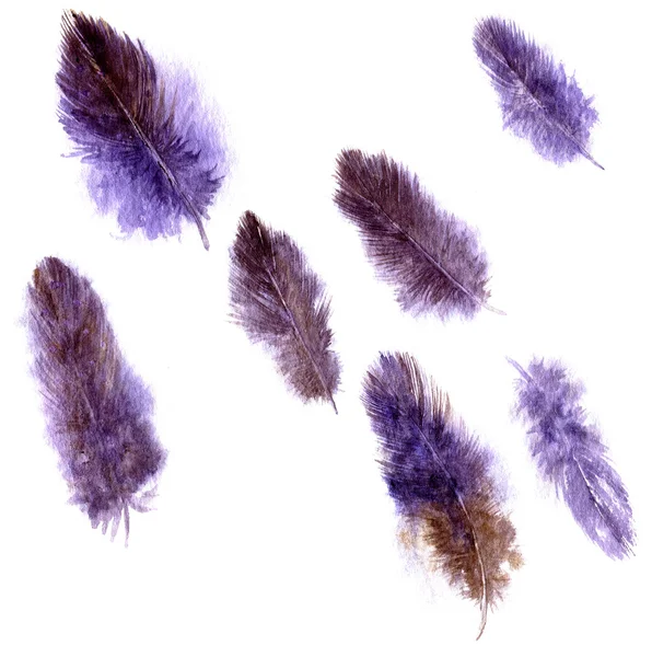 Set of violet plumes — Stock Photo, Image