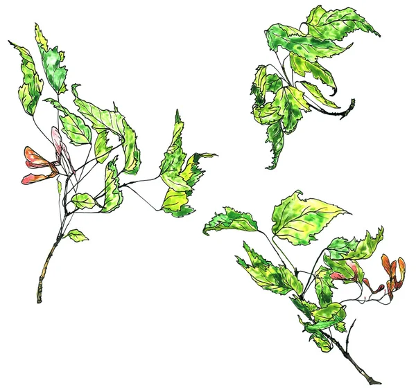 水彩绘画枫树枝 — 图库照片