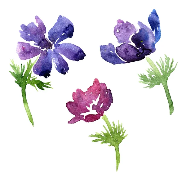 Conjunto de flores de dibujo acuarela —  Fotos de Stock