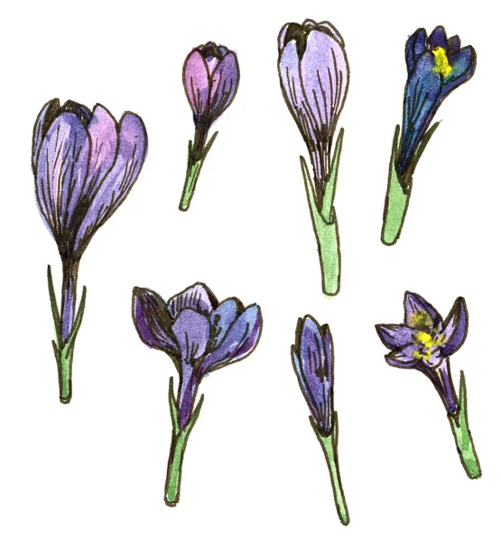 Aquarel bloemen set — Stockfoto