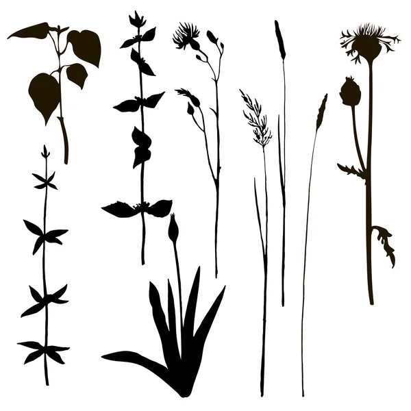 Silhouettes d'herbes et de fleurs — Image vectorielle