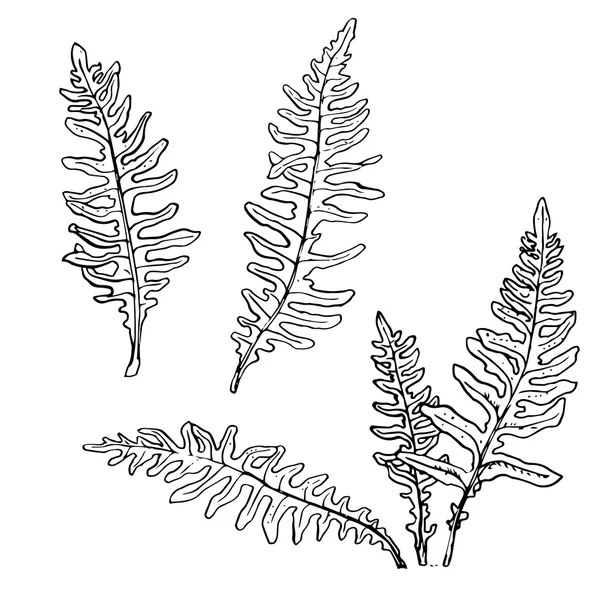 Set de hojas de helecho de dibujo de tinta — Vector de stock