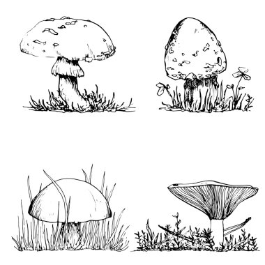mürekkep çizim mantar ve çim