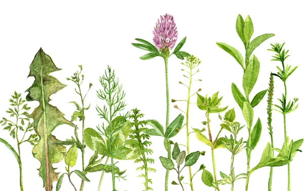 Watercolor drawing herbs and flowers — Stock Photo, Image