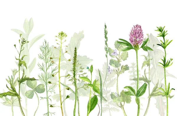 Acquerello disegno erbe e fiori — Foto Stock