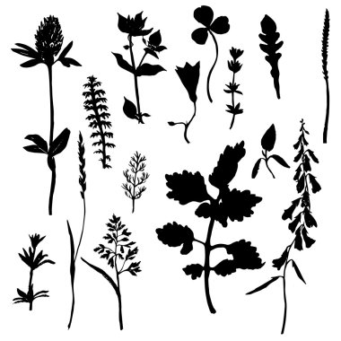 yabani otlar ve çiçek Vector silhouettes