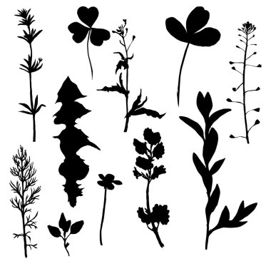 yabani otlar ve çiçek Vector silhouettes