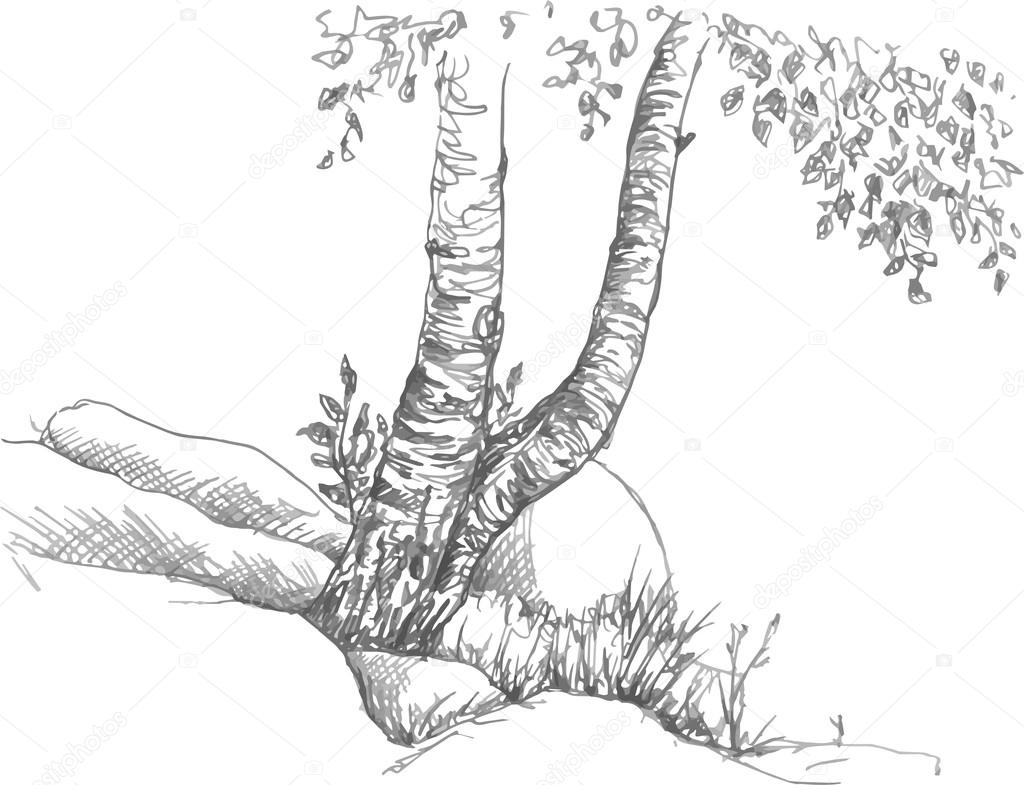birch trunks and rocks