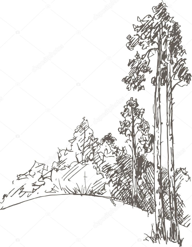 pine trees and forest