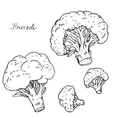 hand drawn broccoli clipart