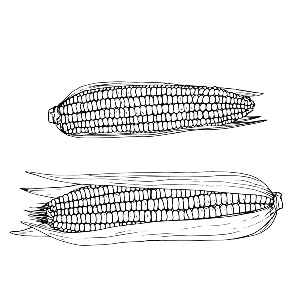 Épis de maïs dessinés à la main — Image vectorielle