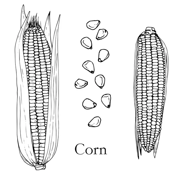 Épis et graines de maïs tirés à la main — Image vectorielle