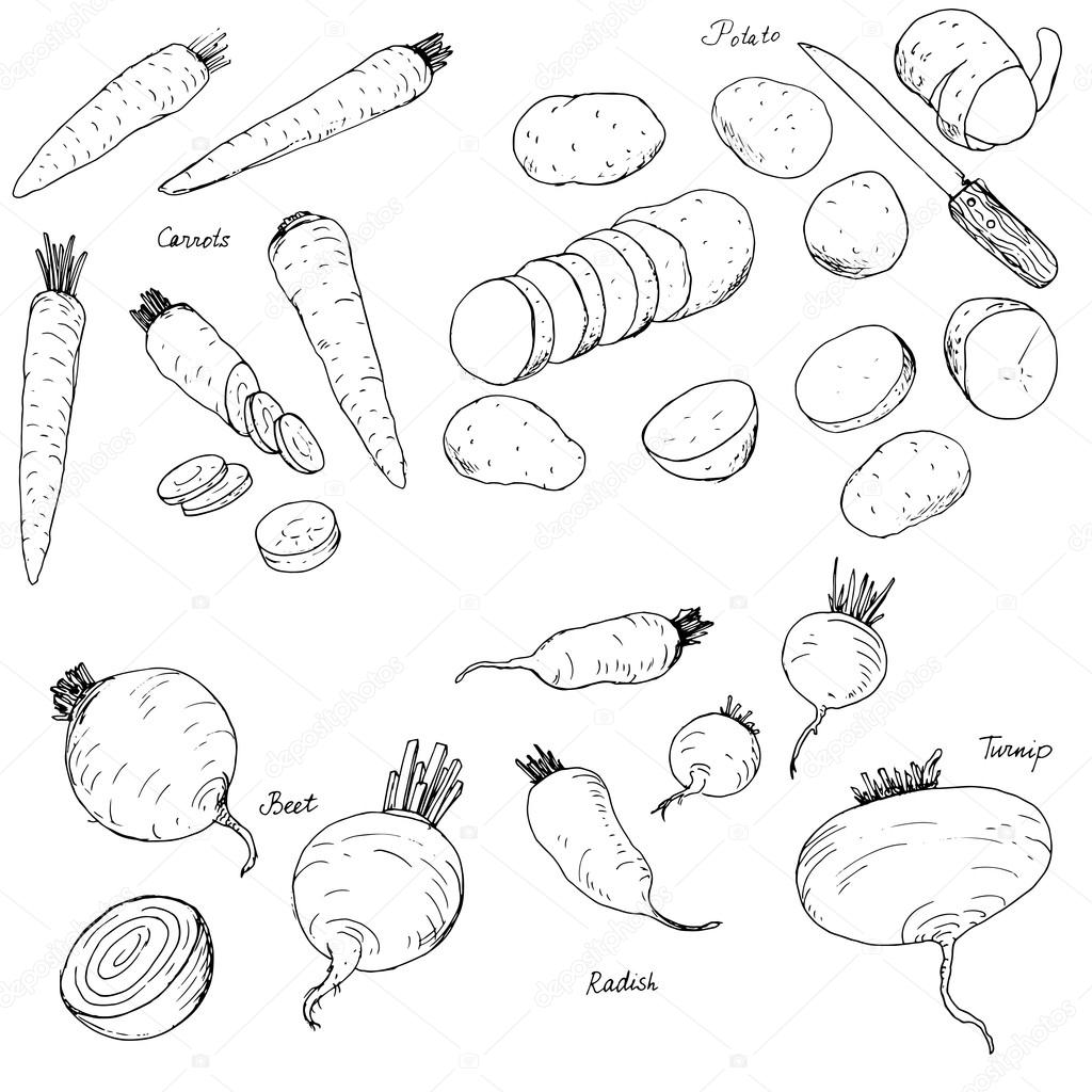 Hand drawn root vegetables Stock Vector Image by ©cat_arch_angel 96900718