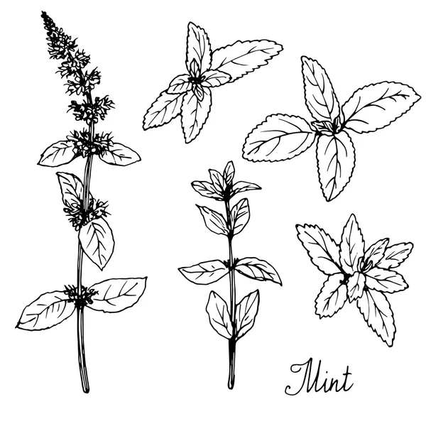 Plantas de menta dibujadas a mano — Vector de stock