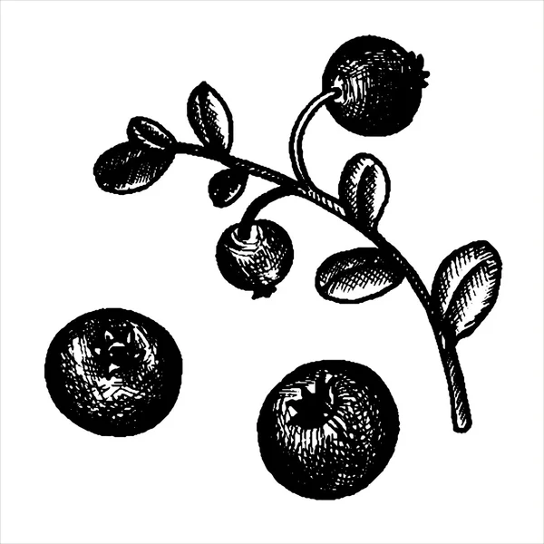 Cowberries desenhadas à mão — Vetor de Stock