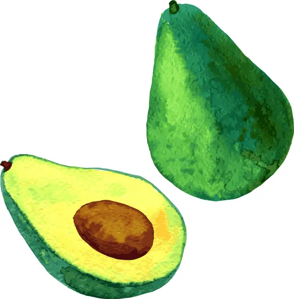 Aquarel fruit, avocado — Stockvector