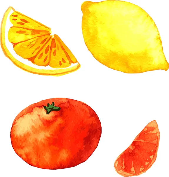 Fructe citrice acuarelă — Vector de stoc