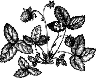 çilek ile çilek funda