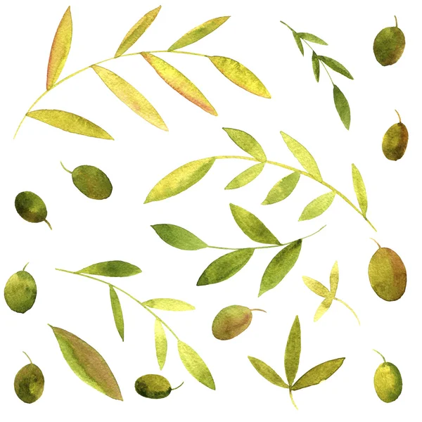 Watercolor branches of olives with leaves — Stock Photo, Image