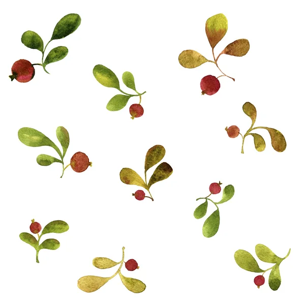 Watercolor green leaves and red berries — Stock Photo, Image