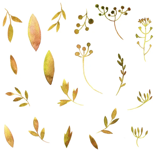 Akvarel květy, listy a větve — Stock fotografie