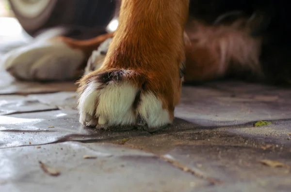 Close-up of a Bernese Mountain Dog paw on a paving slab.  Large dog paw with hair and claws. Shooting at eye level. Selective focus.