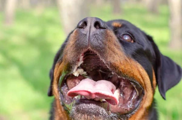 Portret Van Vrolijke Hondenras Rottweiler Met Open Mond Grappige Teef — Stockfoto