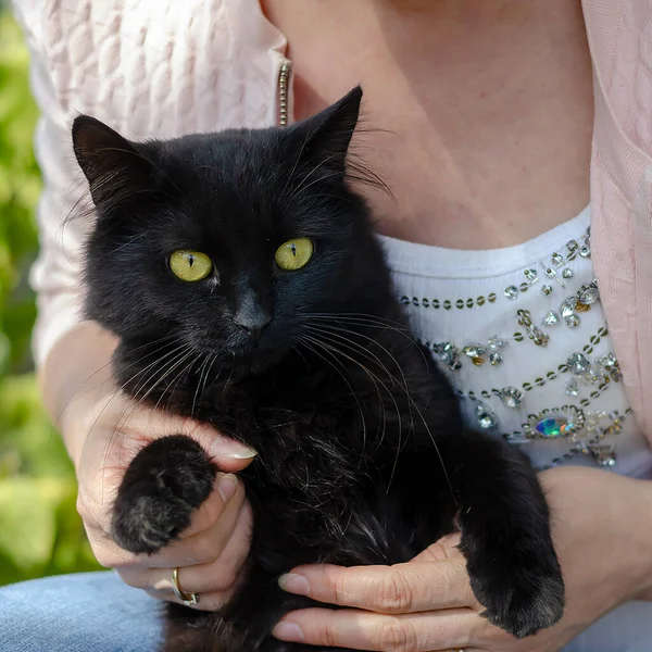 Portrét Černé Domácí Kočky Sedící Venku Náručí Ženy Krásná Černá — Stock fotografie