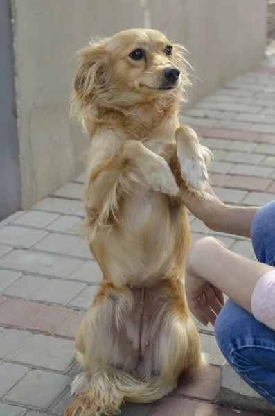 Portret Van Schattige Rode Gemengde Ras Hond Kleine Hond Zittend — Stockfoto