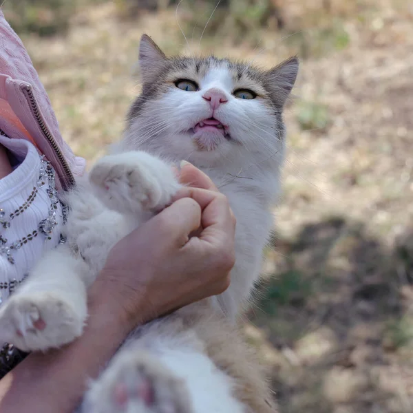 Retrato Gato Doméstico Deitado Mãos Femininas Livre Gato Fofo Com — Fotografia de Stock