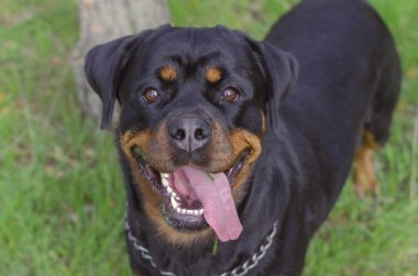 Açık ağızlı neşeli köpek yavrusu Rottweiler 'ın portresi. Komik dişi köpek kameraya ilgiyle bakar. Köpek parkında evcil hayvanla yürüyorum. İnsanlar olmadan