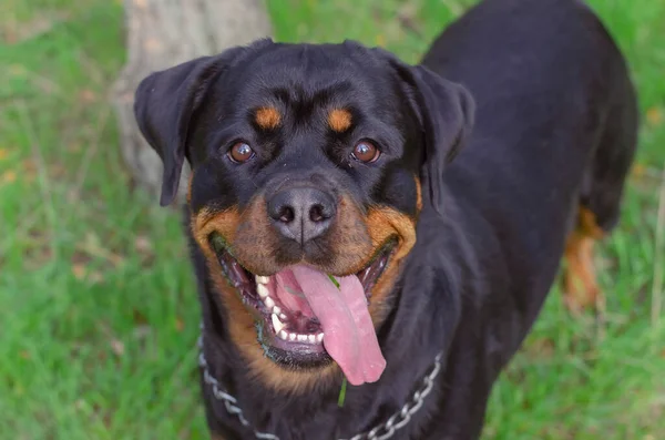 Портрет Веселой Собаки Ротвейлер Открытым Ртом Забавная Собака Интересом Смотрит — стоковое фото