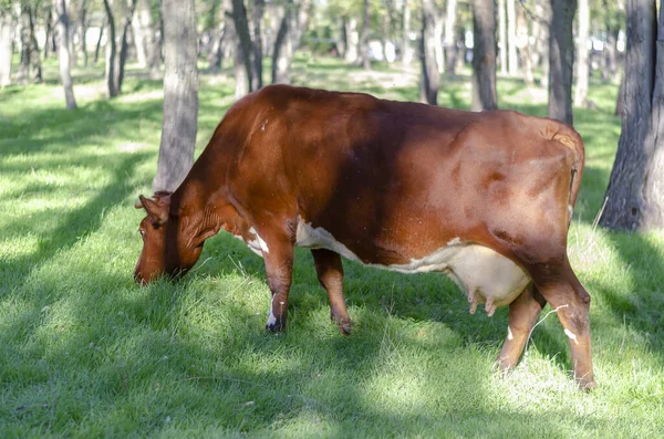 Brązowa Krowa Zjada Soczystą Zieloną Trawę Wśród Drzew Wypas Bydła — Zdjęcie stockowe