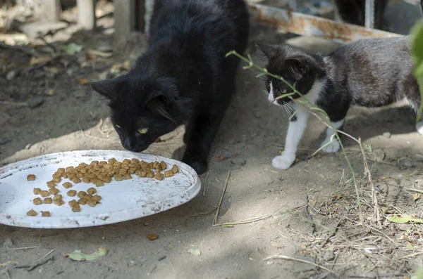 黑猫带着小猫吃街上的食物 无家可归的猫和小猫咪 无家可归的宠物 没有人 — 图库照片