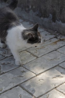 Açık havada beyaz gri tüylü bir kedinin portresi. Gri beton bir yüzey üzerinde uzun beyaz bıyıklı oyuncu bir kedi. Evcil hayvan hayatı.