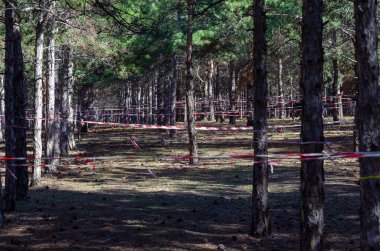 Çam ağacı ve kırmızı uyarı bandı. Uyarı bandı ağaçların etrafına gerildi. Ormanı ziyaret etme yasağı. Suç ya da Coperid 19. Hiç kimse olmadan