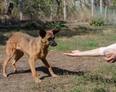 Kadın sokak köpeğini elle besliyor. Melez hayvan, yiyecekle el ele tutuşur. Yan görüş. Hayvanların hayatı.
