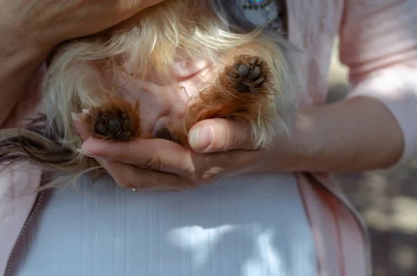Vrouw Met Een Hond Van Het Ras Yorkshire Terrier Close — Stockfoto