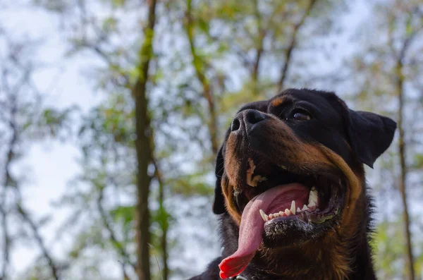Portret Van Rottweiler Het Herfstbos Tegen Lucht Vrolijk Huisdier Met — Stockfoto